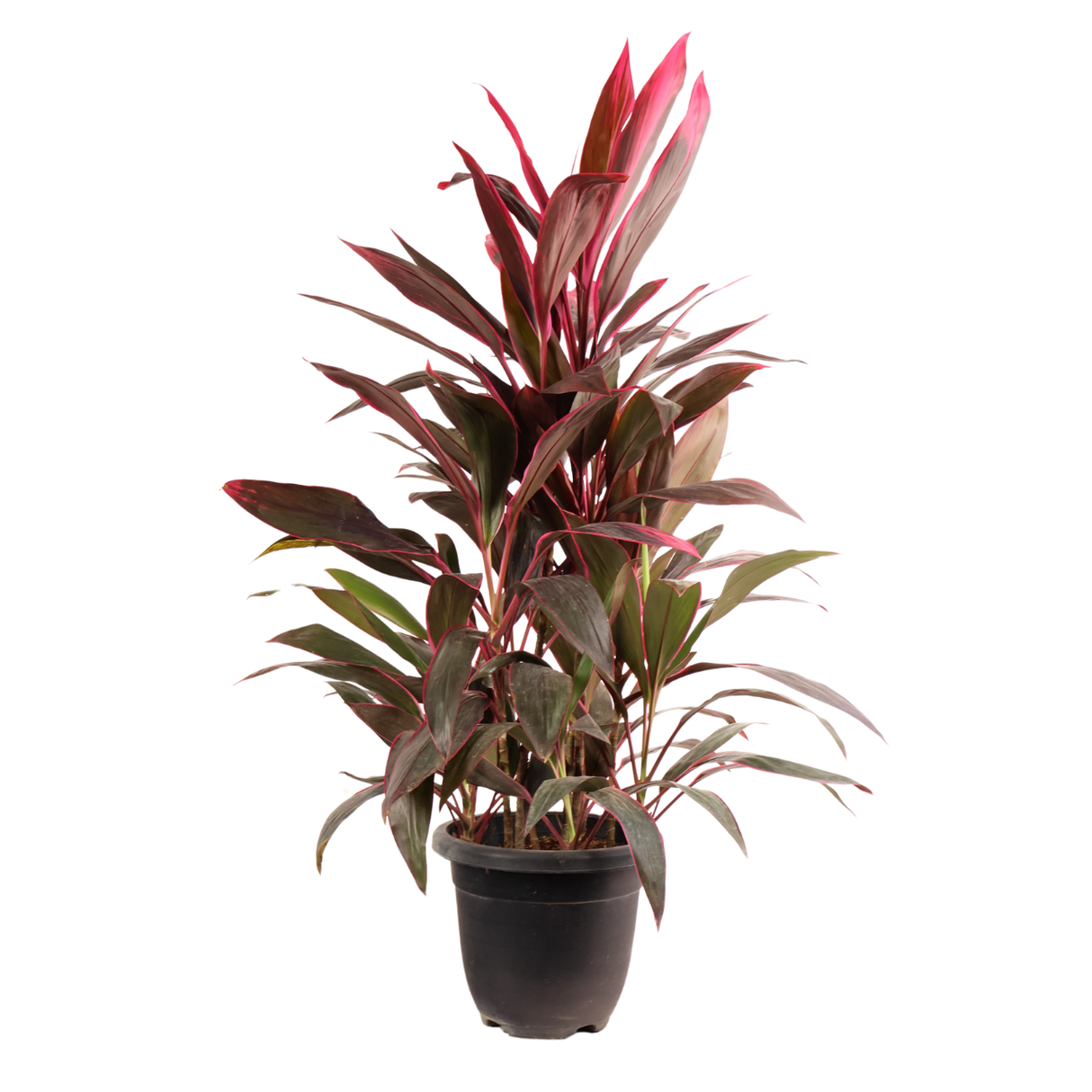 Cordyline Plant