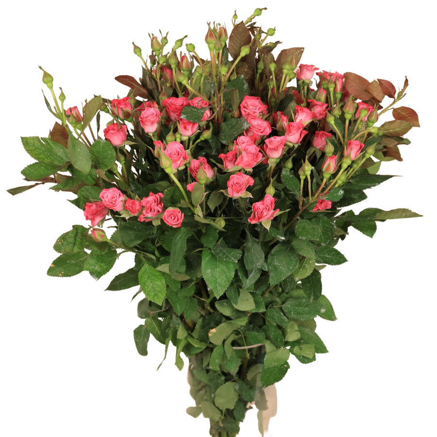 Rose Spray (Malaysia)