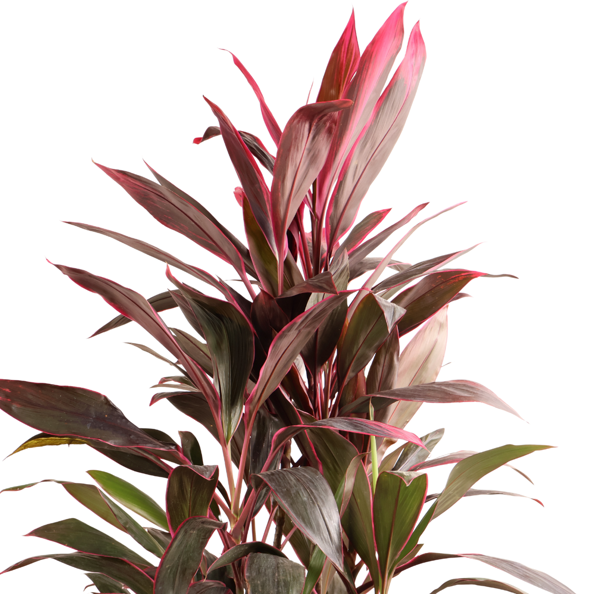 Cordyline Plant