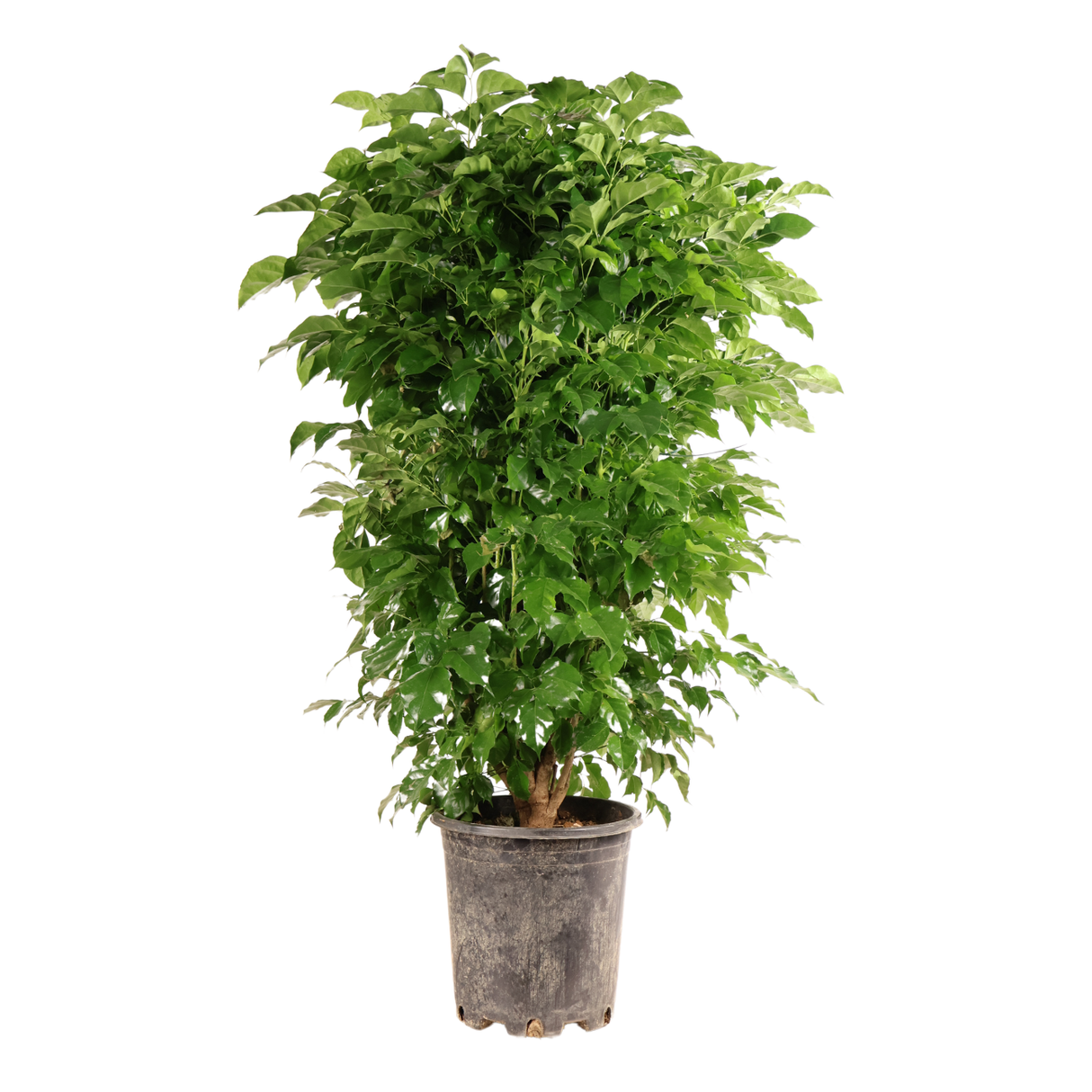 Radermachera Sinica (China Doll)