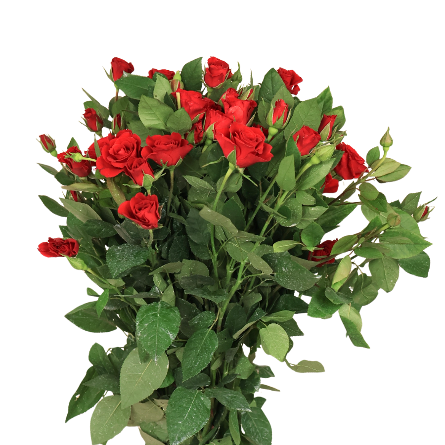 Rose Spray (Malaysia)