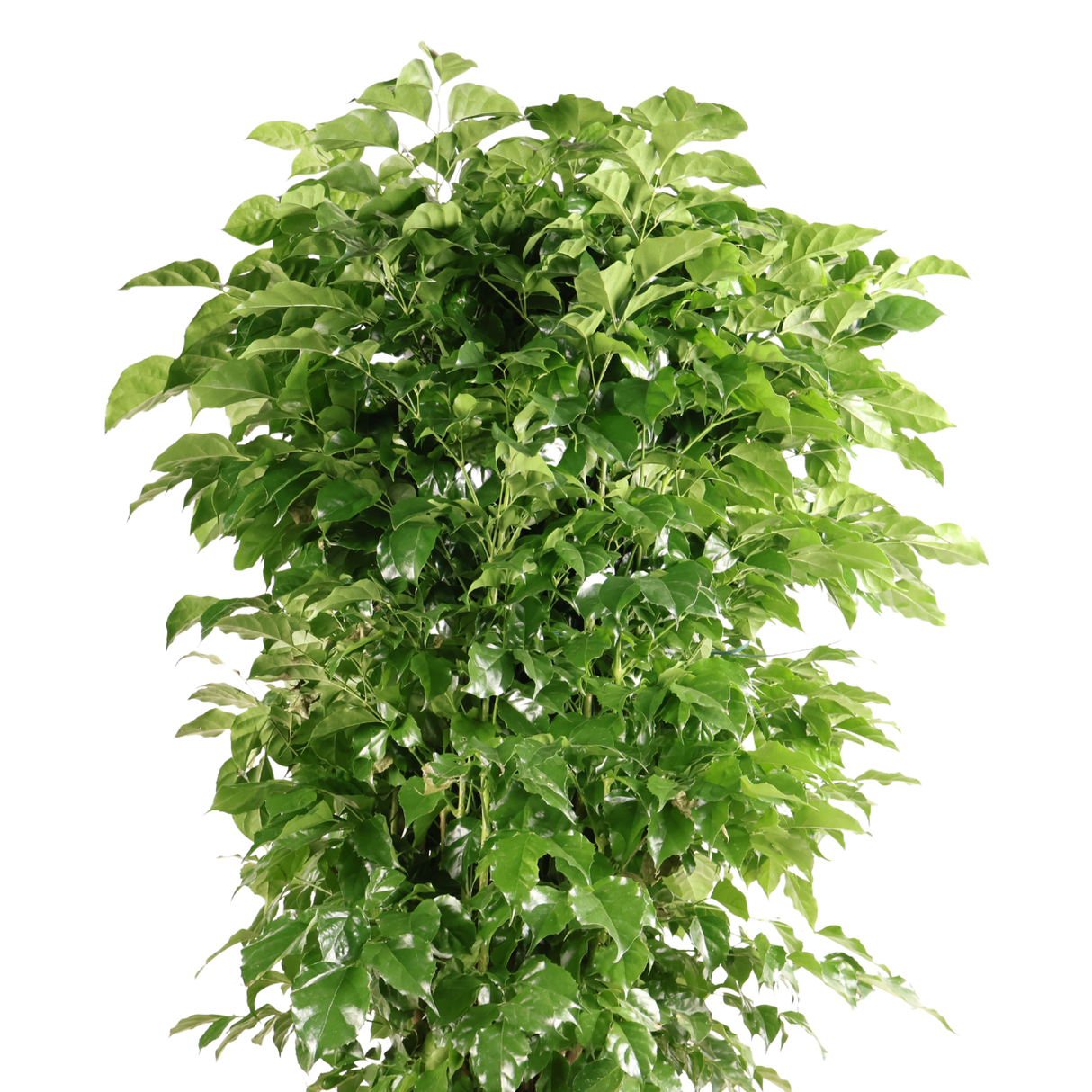 Radermachera Sinica (China Doll)