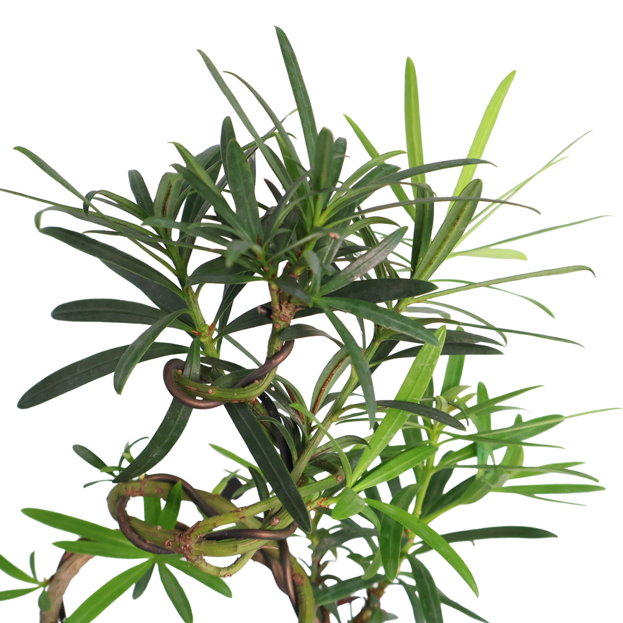 Podocarpus (Yew Plum Pine)