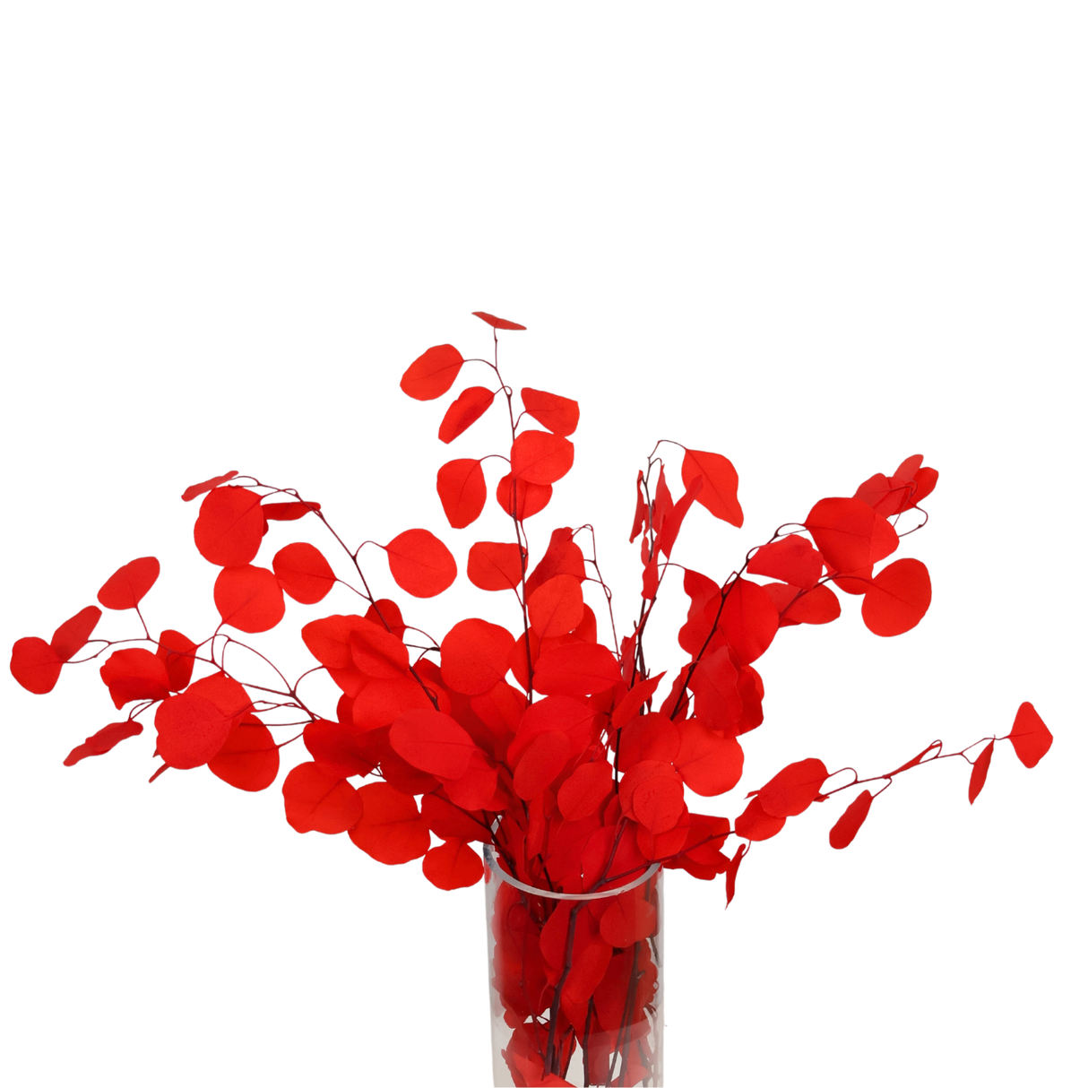 Preserved Eucalyptus Populus Leaf