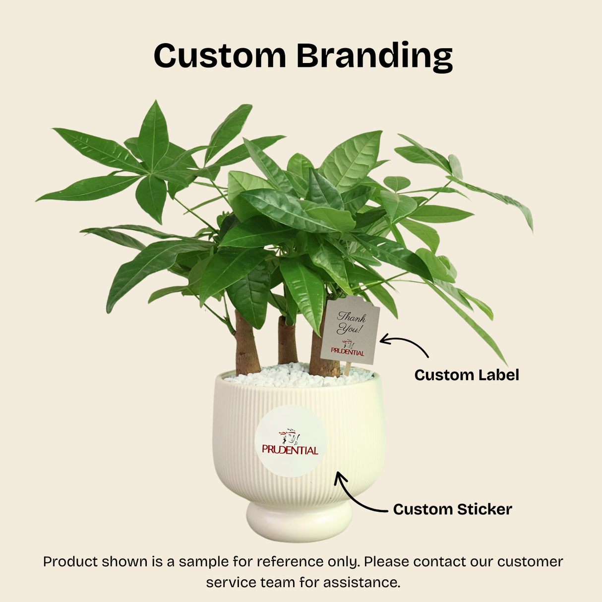Satin Pothos in Ceramic Pot - Corporate Gifts