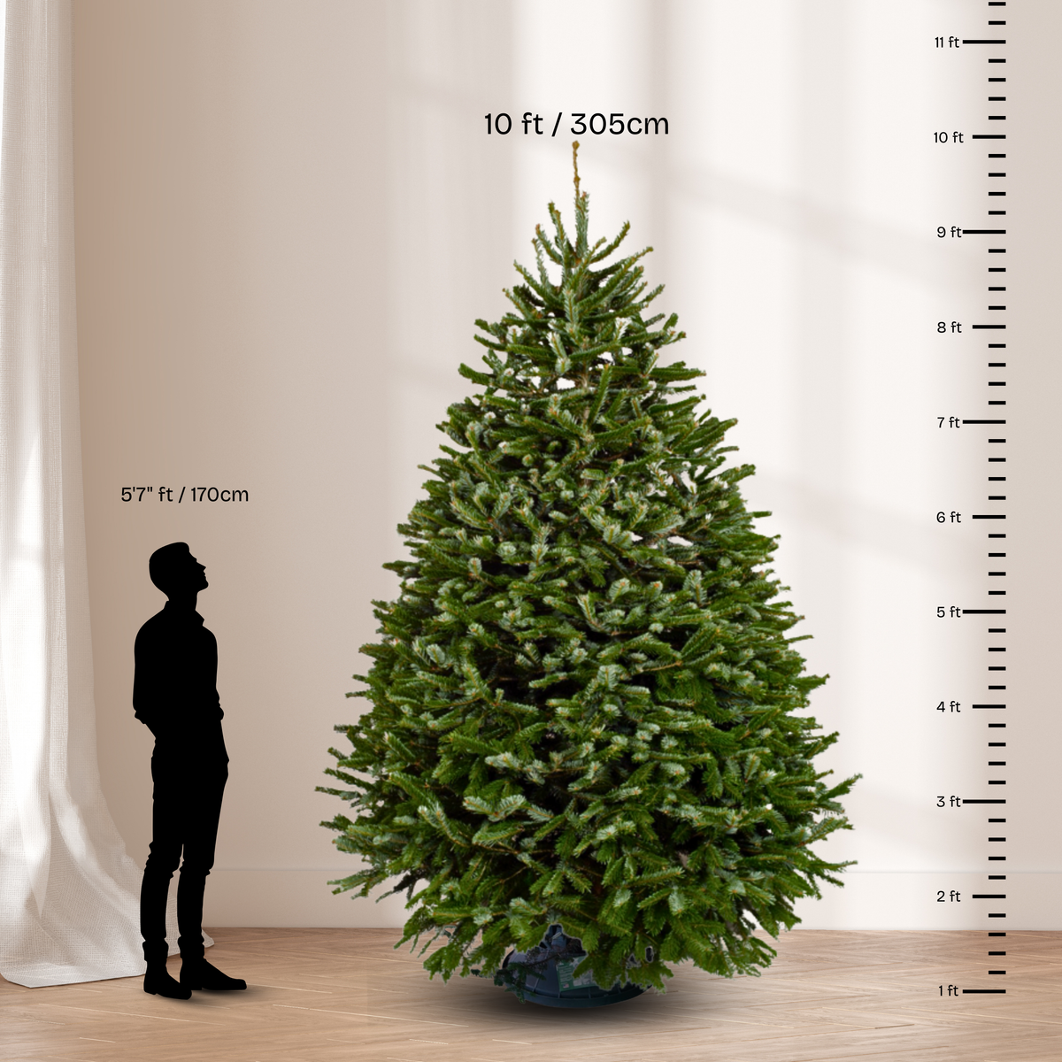 Nordmann Fir Christmas Tree 10-11FT (USA No.1 Grade)