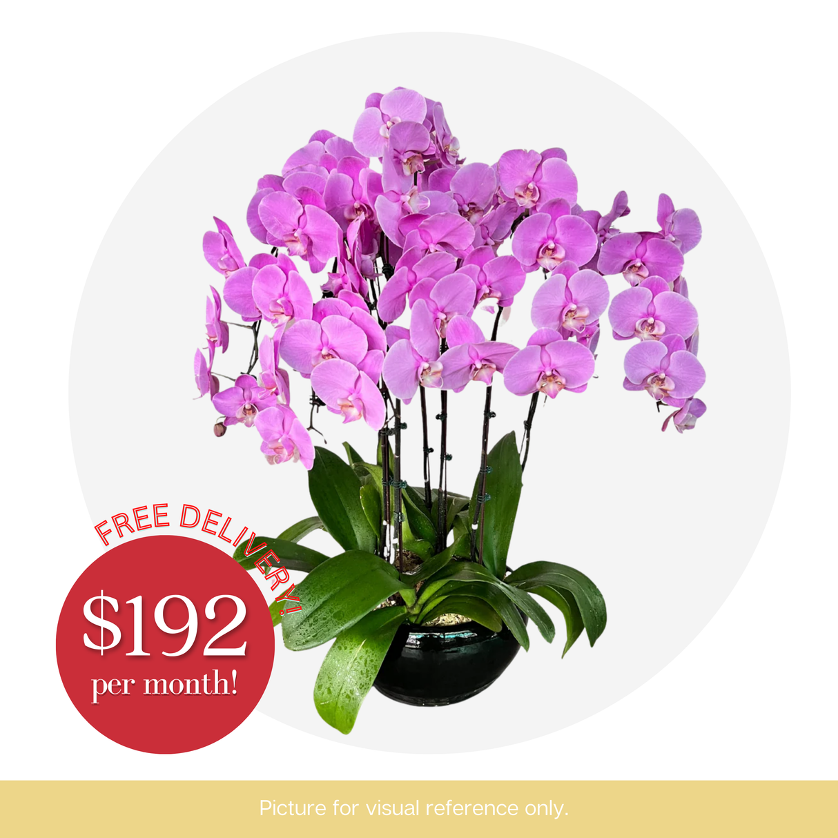 Orchid Phalaenopsis - 6 in 1 Pot