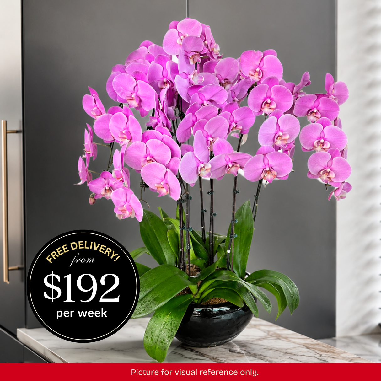 Orchid Phalaenopsis - 6 in 1 Pot