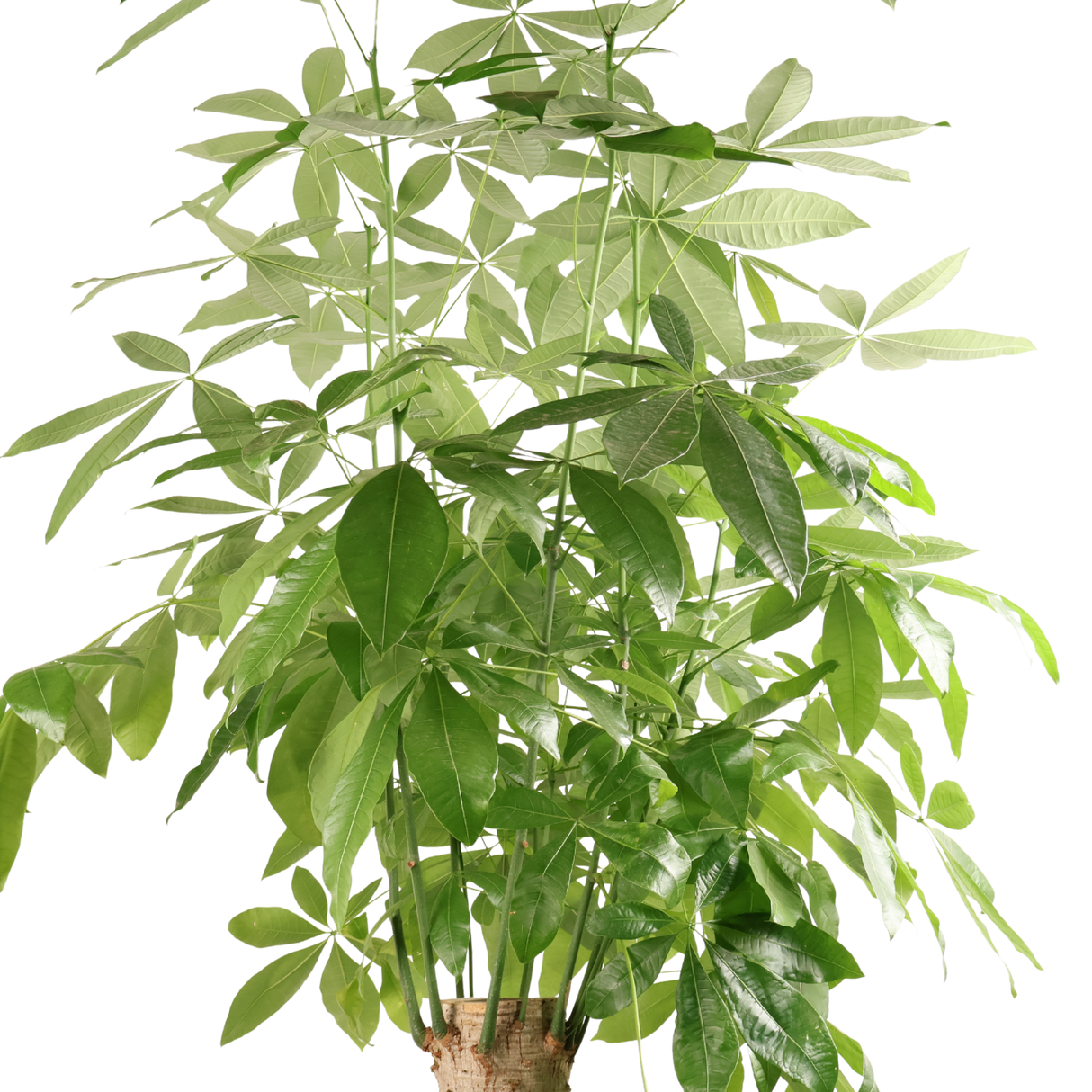 Pachira Plant (Money Tree 发财树)