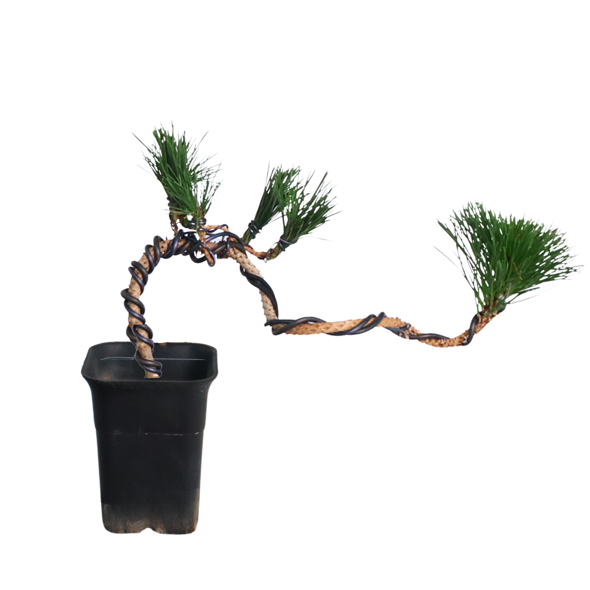 Bonsai Ponderosa pine in flowerpot.