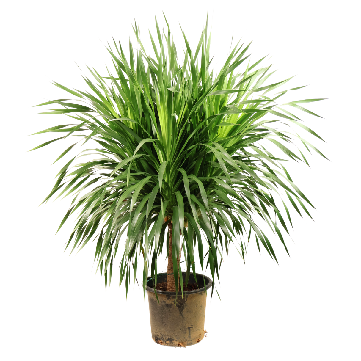 Dracaena Draco (Dragon Tree)