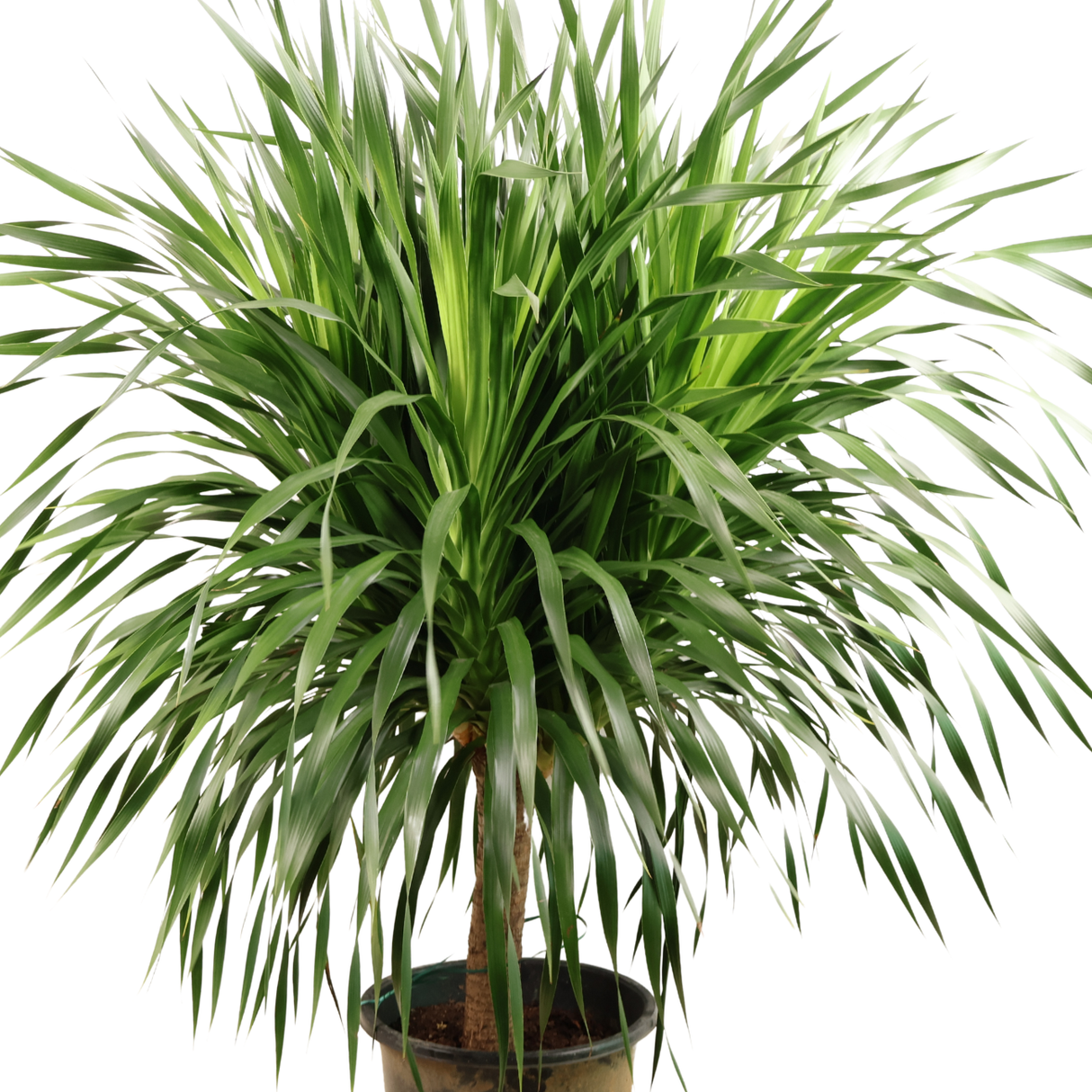Dracaena Draco (Dragon Tree)