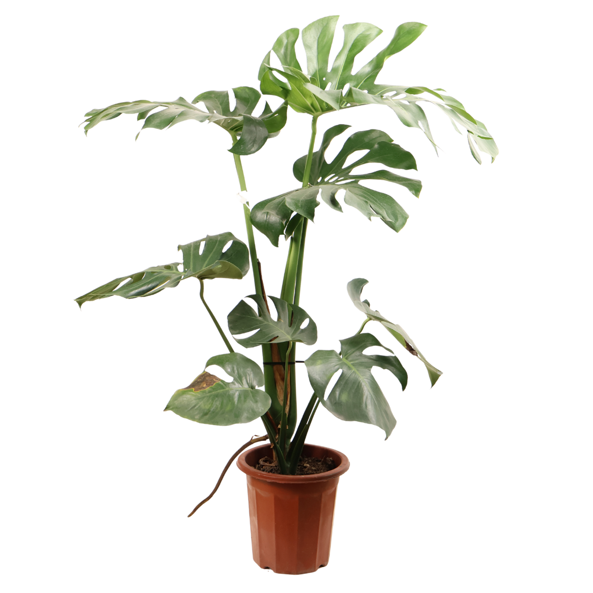 Monstera Plant (25cm Pot)