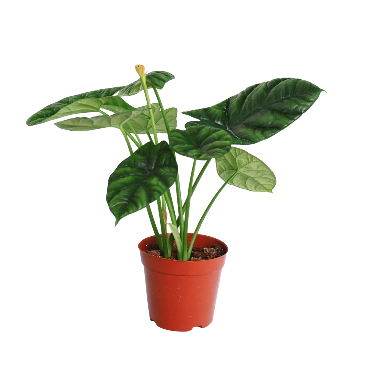 Alocasia Sinuata Quilted Dreams