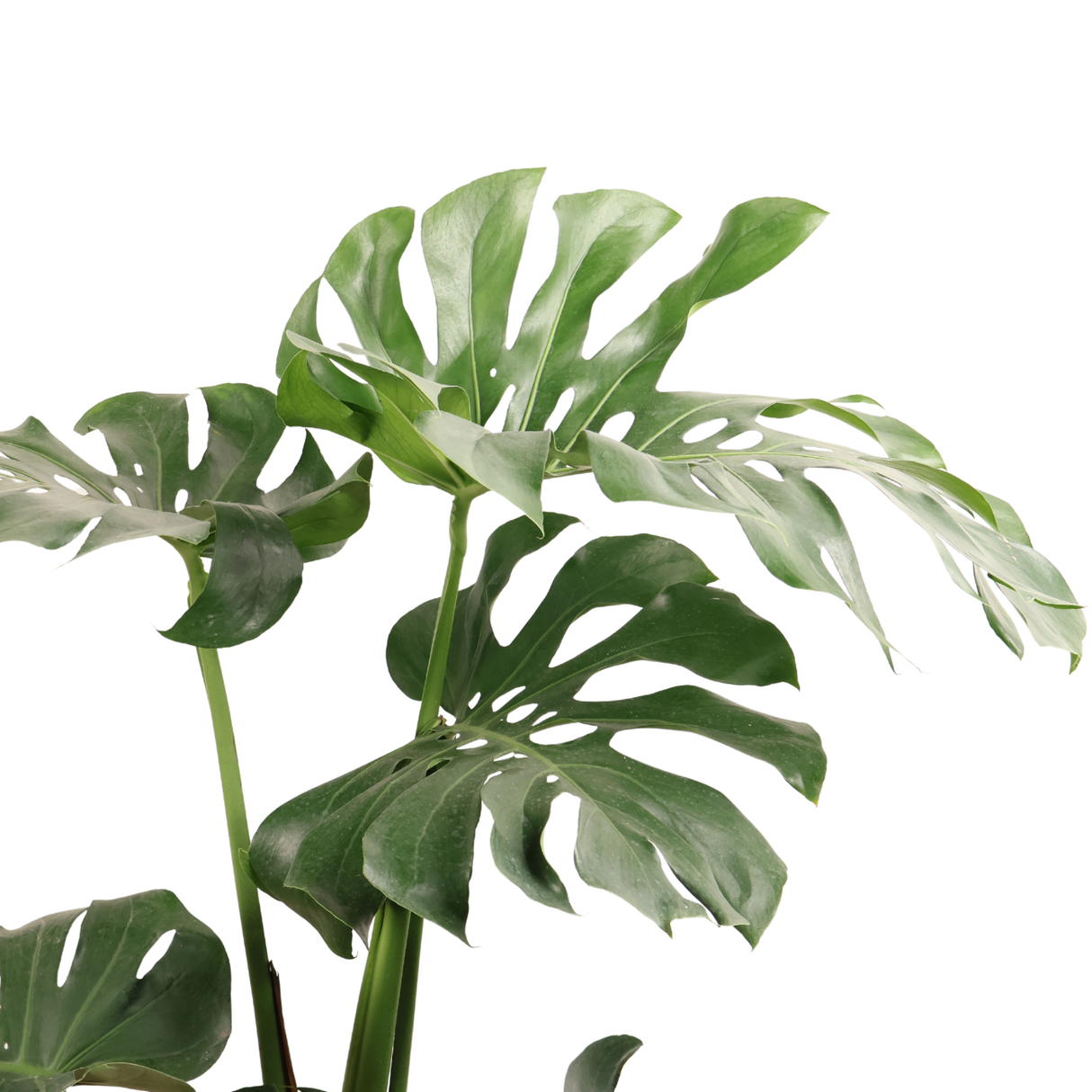Monstera Plant (25cm Pot)