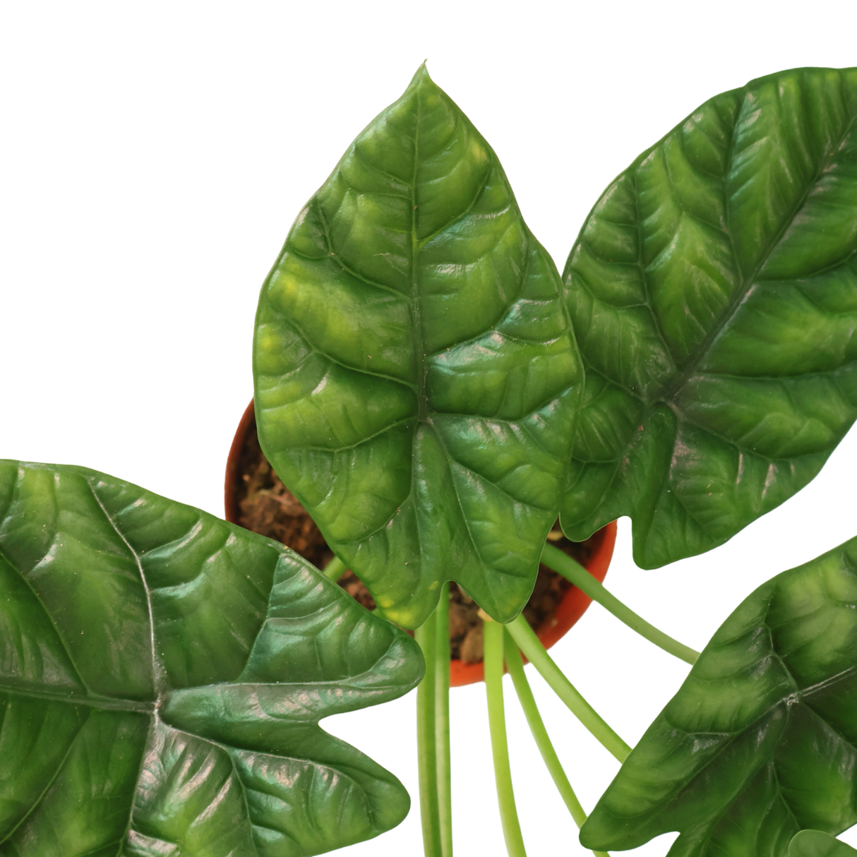 Alocasia Sinuata Quilted Dreams