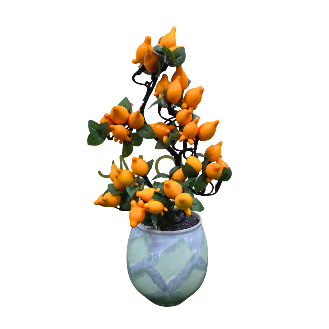 Solanum Fox Space Boutique Plant (五代果)