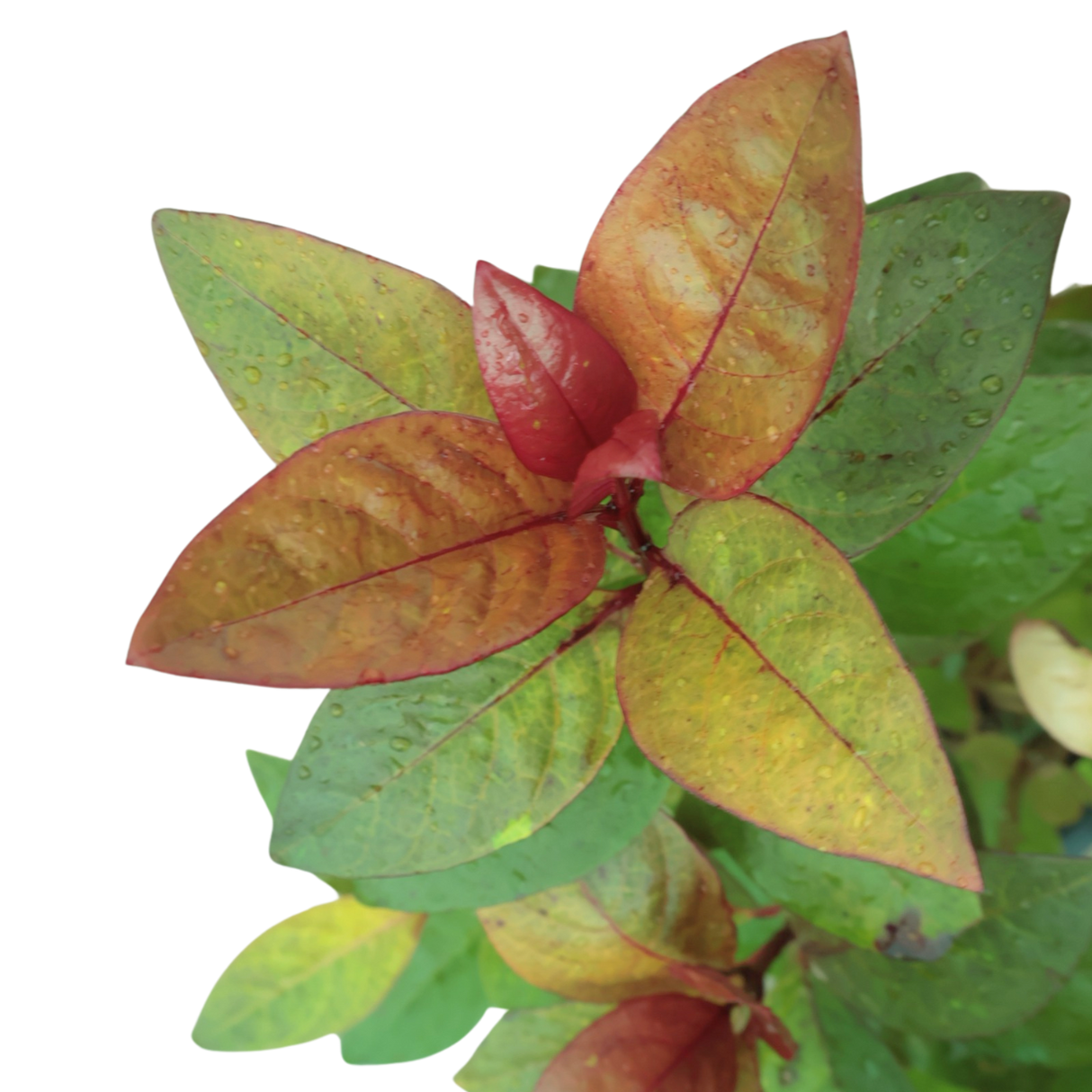 Pseuderanthemum (Purple False Eranthemum)