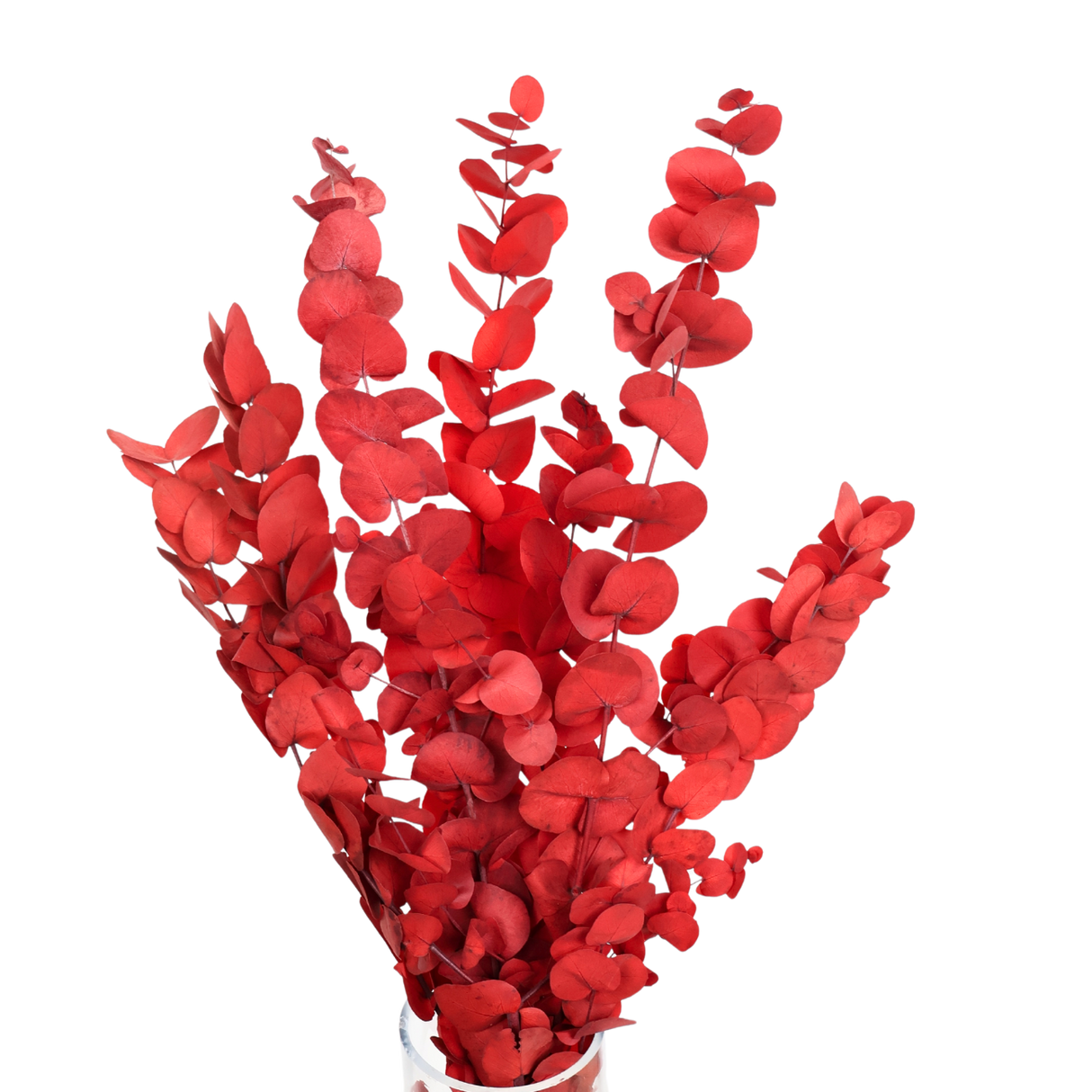 Preserved Eucalyptus