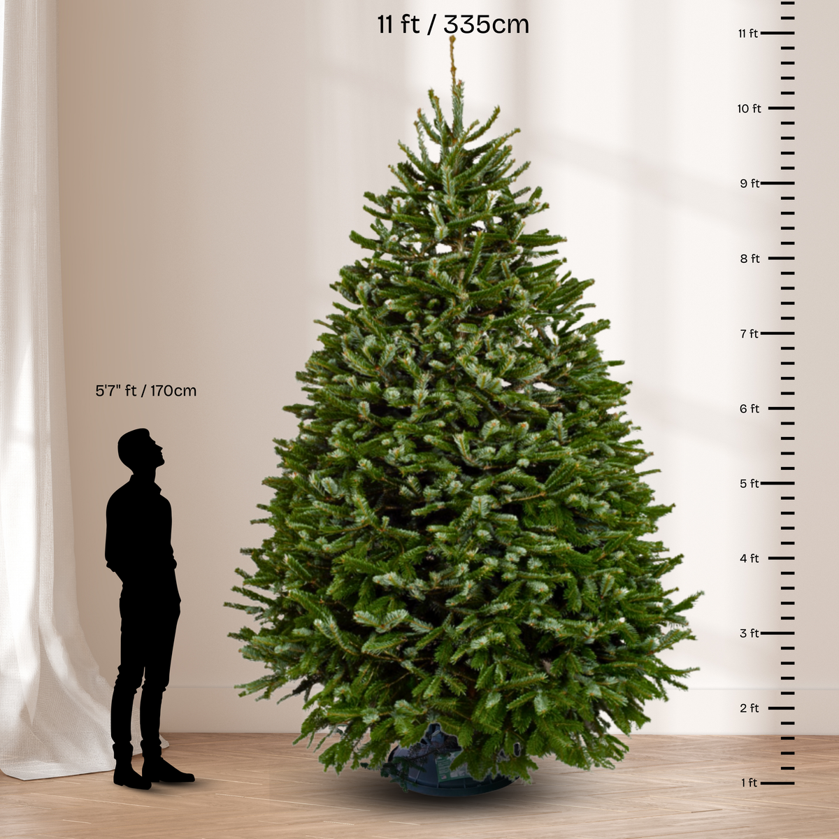 Nordmann Fir Christmas Tree 11-12FT (USA No.1 Grade)
