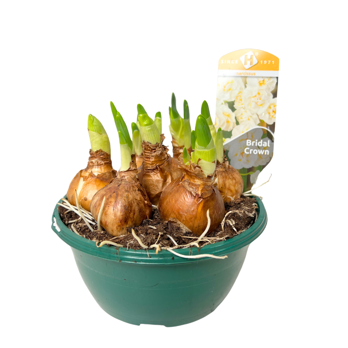 Narcissus 水仙花 7pp