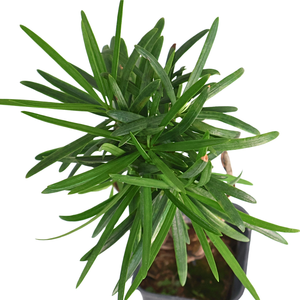 Podocarpus (Yew Plum Pine)