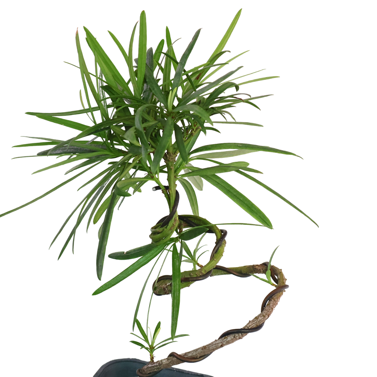 Podocarpus (Yew Plum Pine)