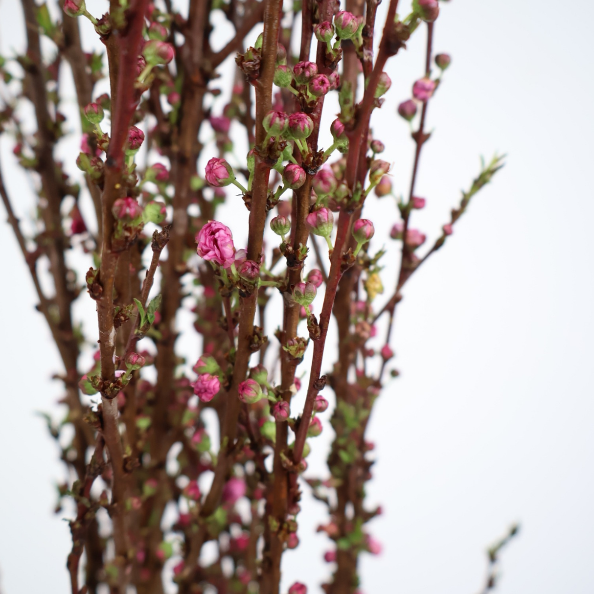 Prunus (China)