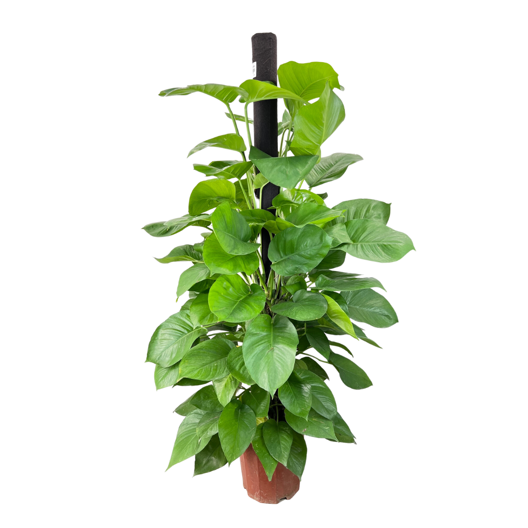 Epipremnum Aureum, Money Plant (25cm Pot)