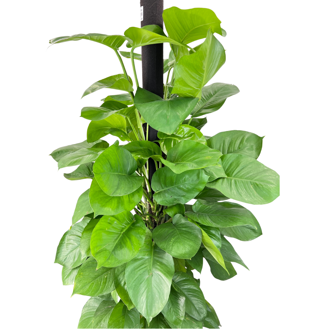 Epipremnum Aureum, Money Plant (25cm Pot)