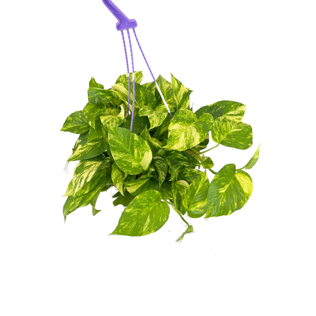 Golden Pothos, Money Plant (Hanging Pot)