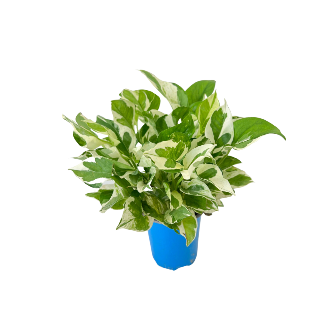 N Joy Pothos Money Plant (12cm Pot)