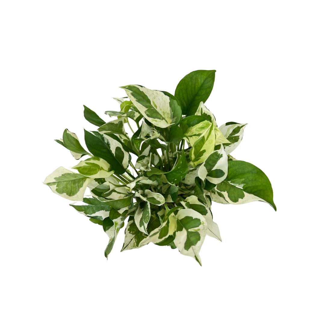 N Joy Pothos Money Plant (12cm Pot)