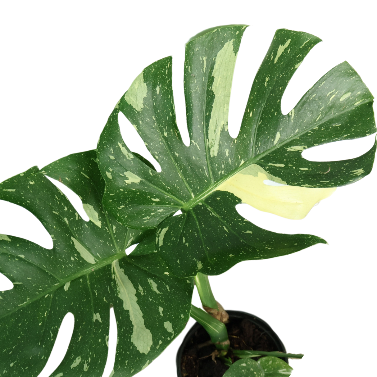Thai Monstera Variegated