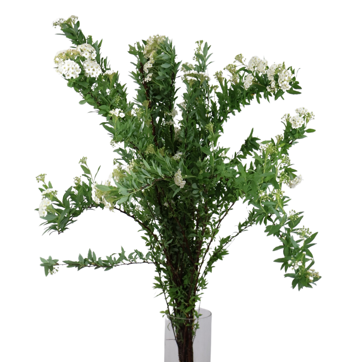 Prunus Spirea (China)