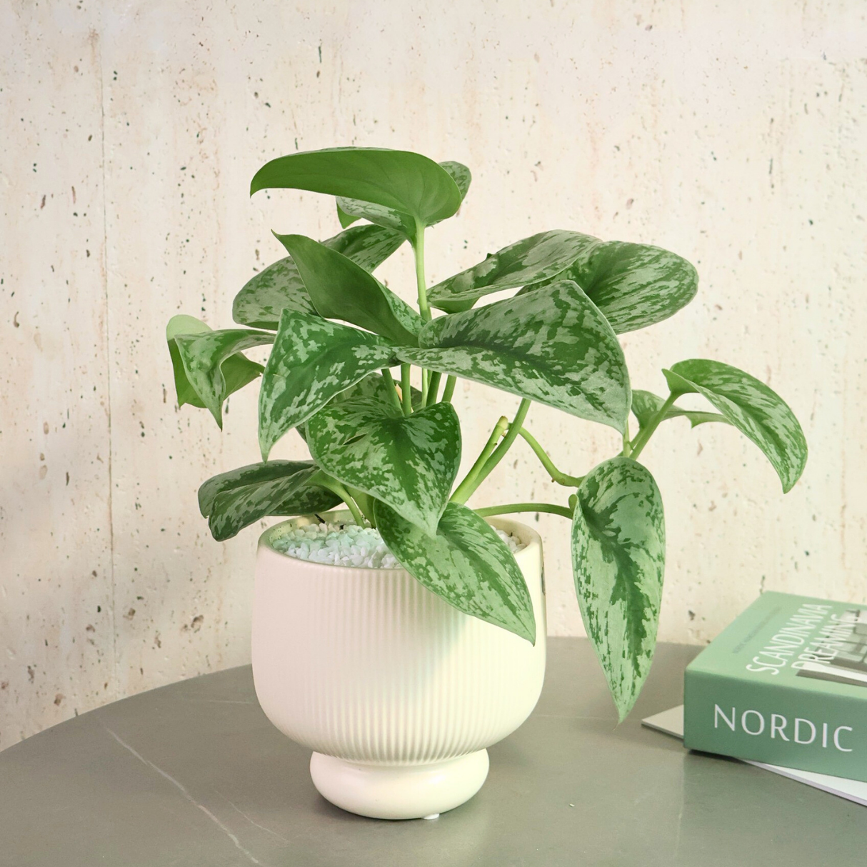 Satin Pothos in Ceramic Pot - Corporate Gifts