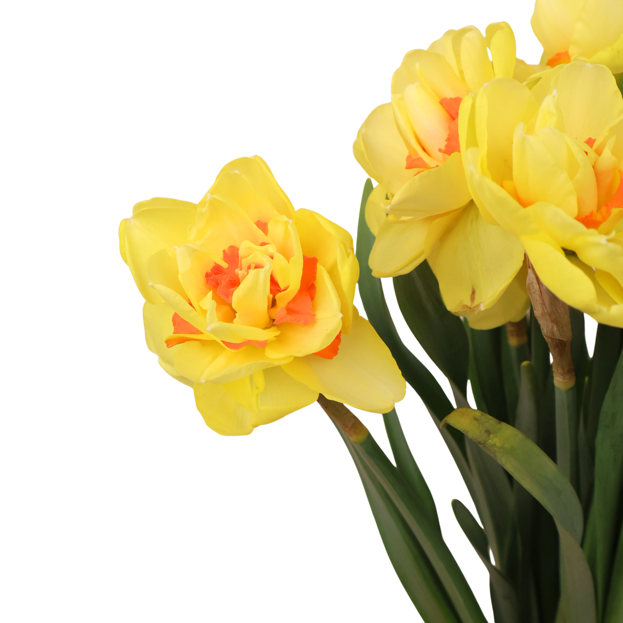 Narcissus Daffodil (Holland)