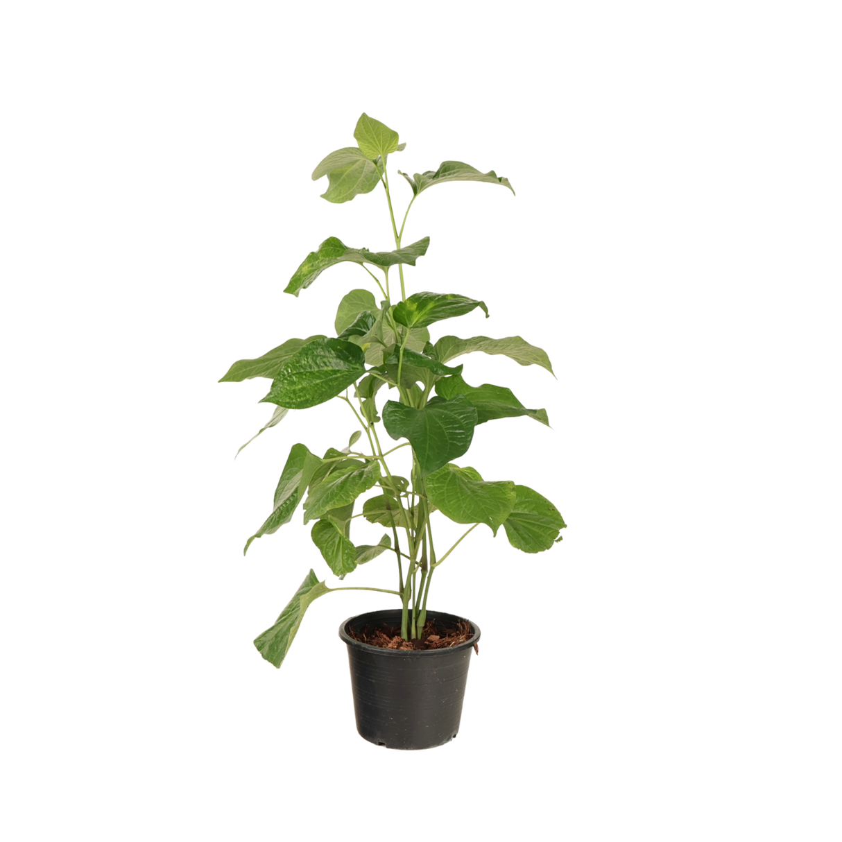 Assorted houseplants in flowerpot.