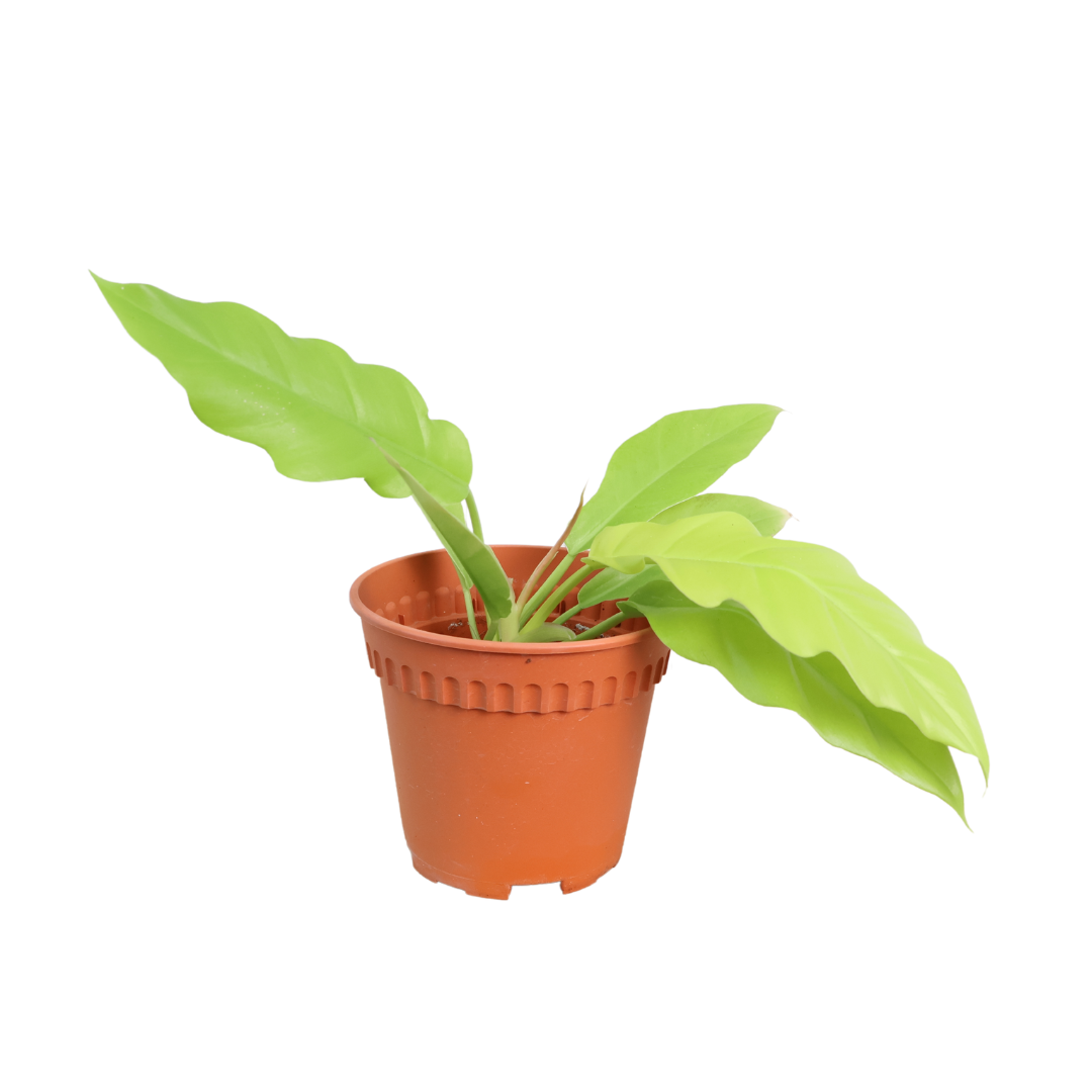 Philodendron Moonlight