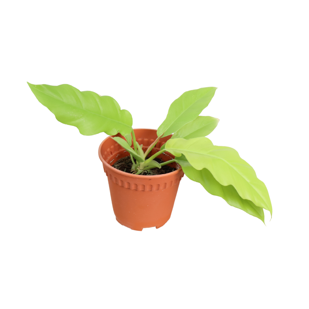 Philodendron Moonlight