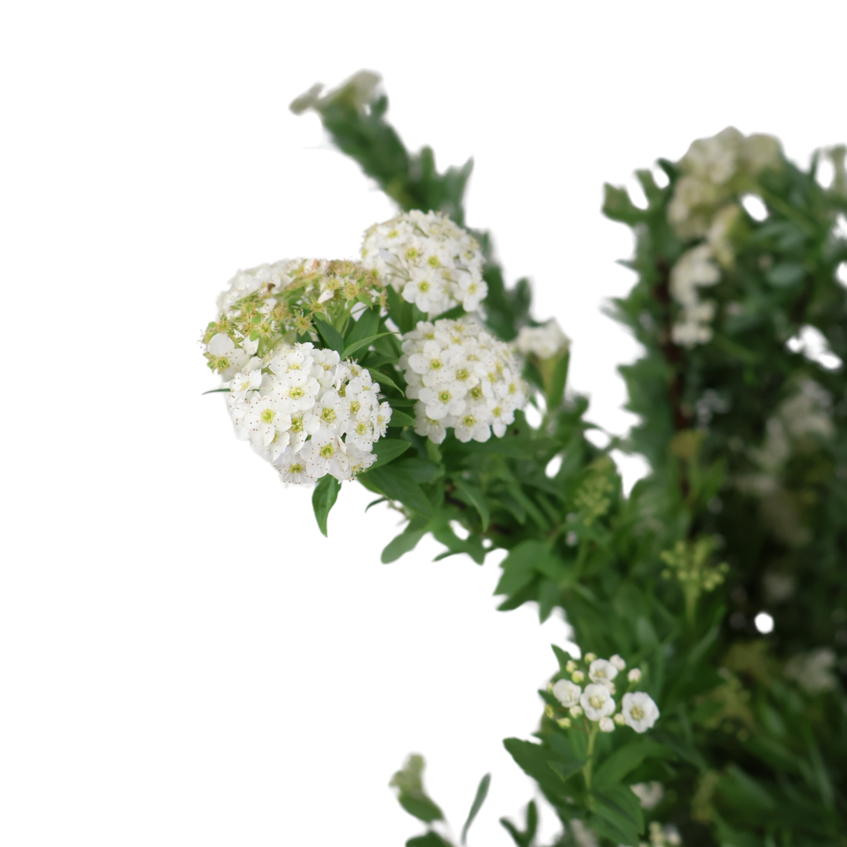 Prunus Spirea (China)