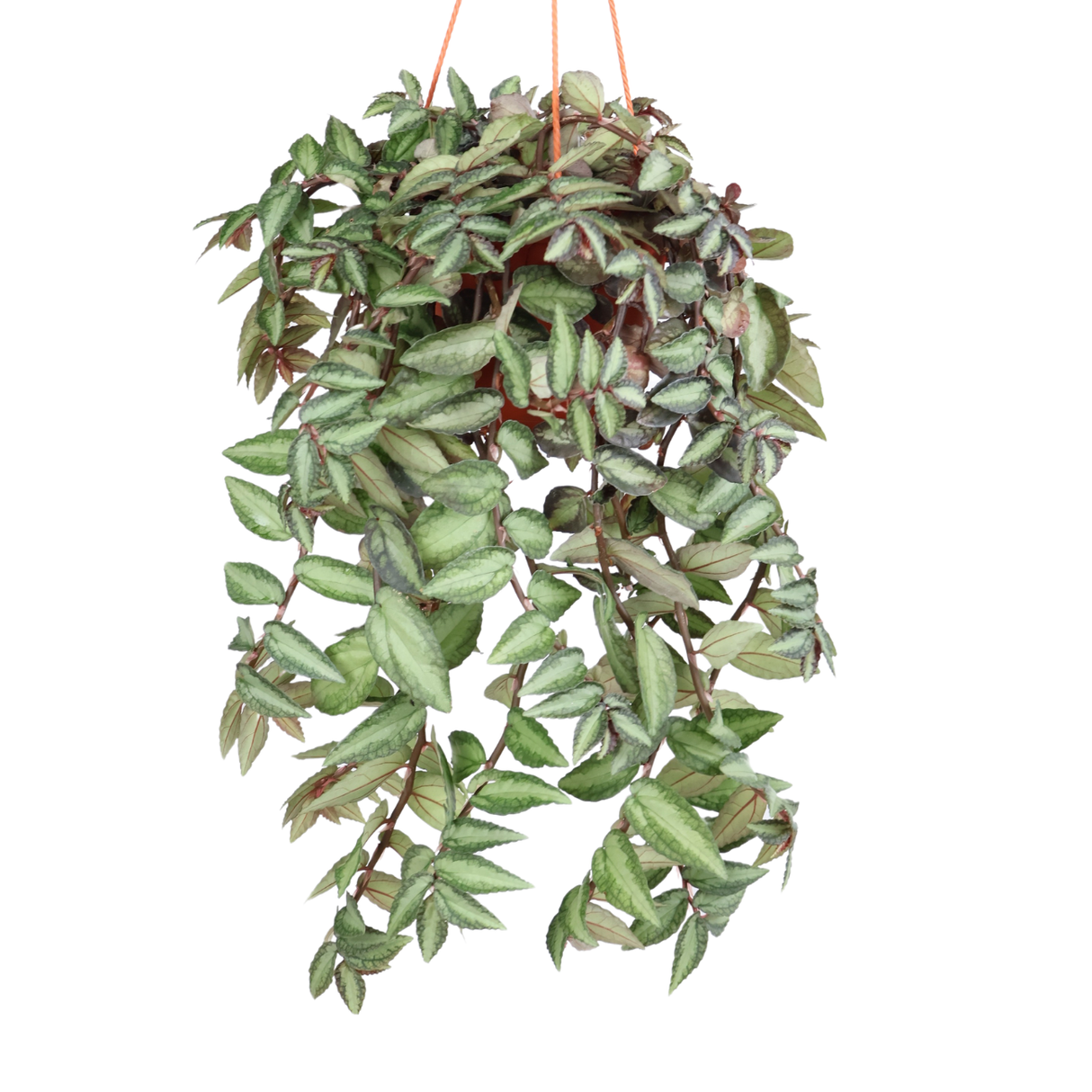 Pellionia Repens ( Watermelon Begonia)