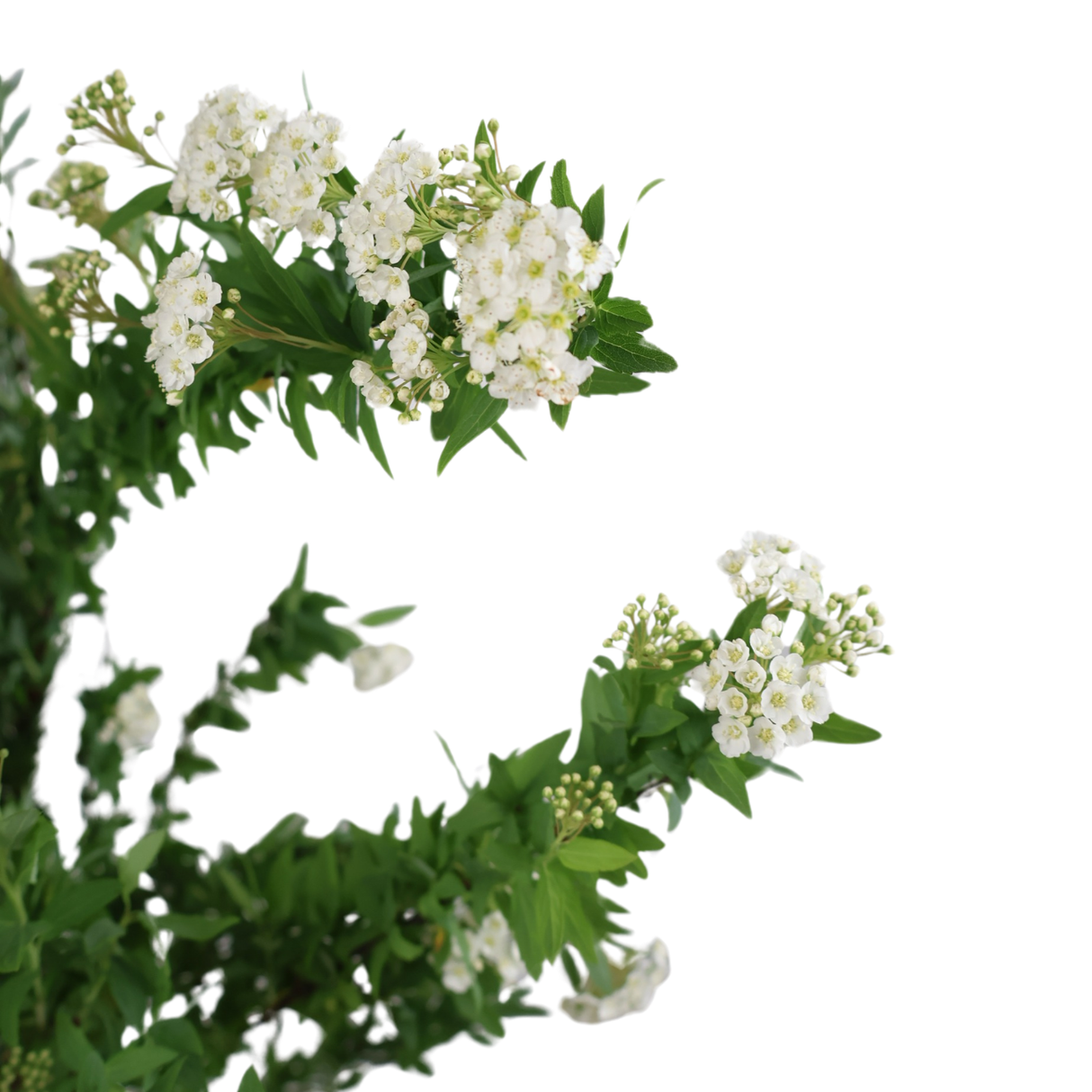 Prunus Spirea (China)