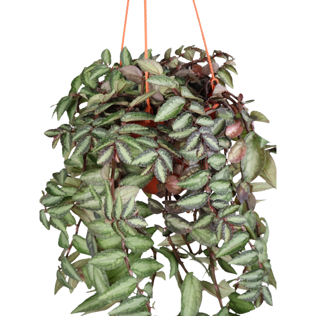 Pellionia Repens ( Watermelon Begonia)