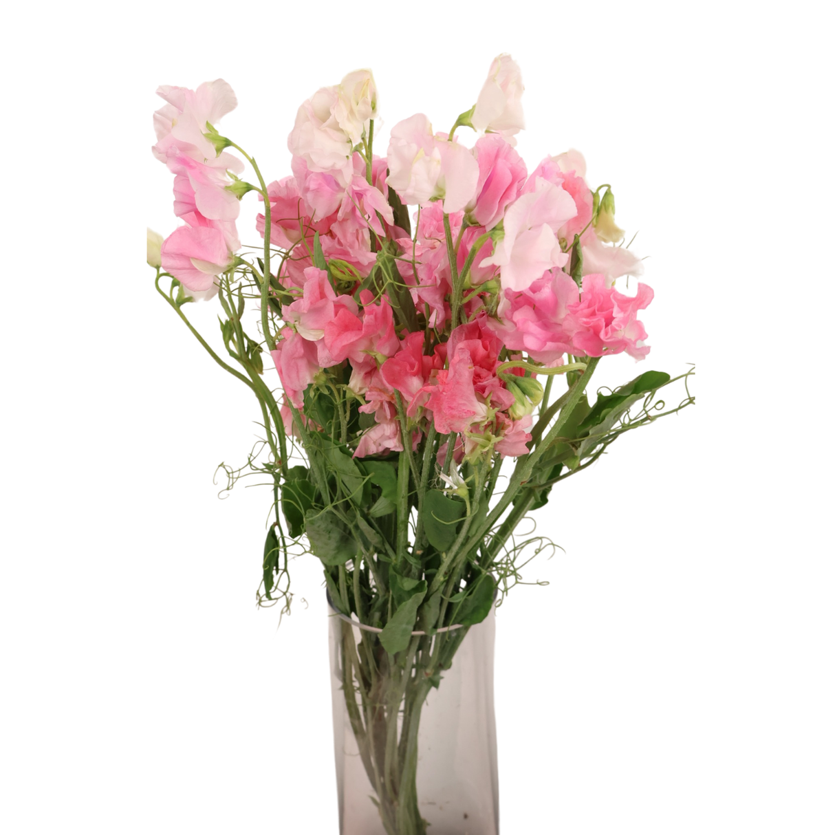 Sweet Pea (China)