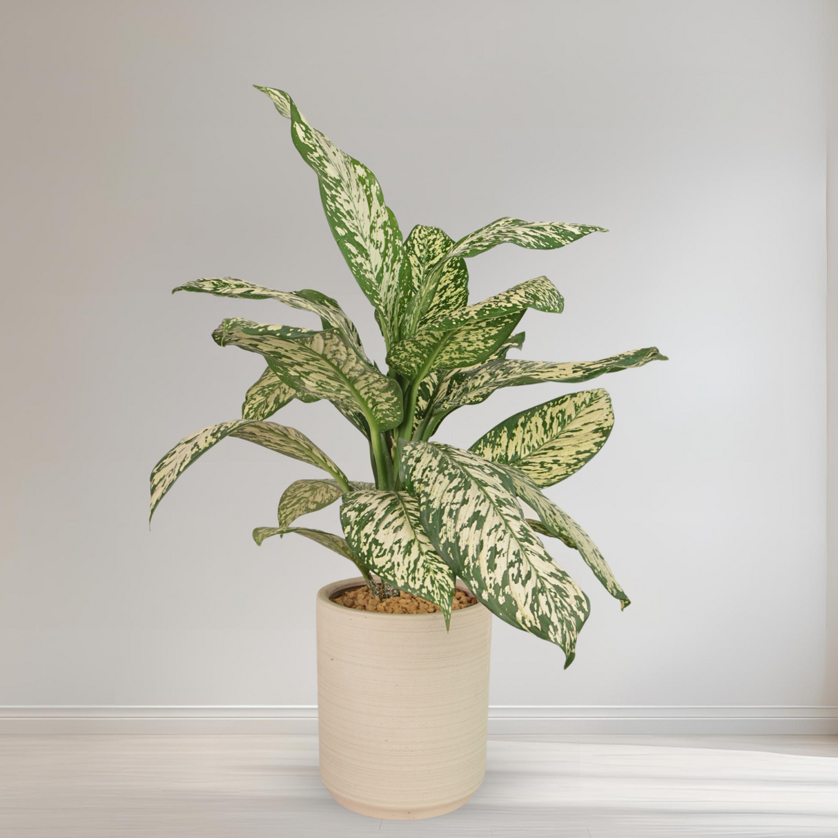 Dieffenbachia in Ceramic Pot