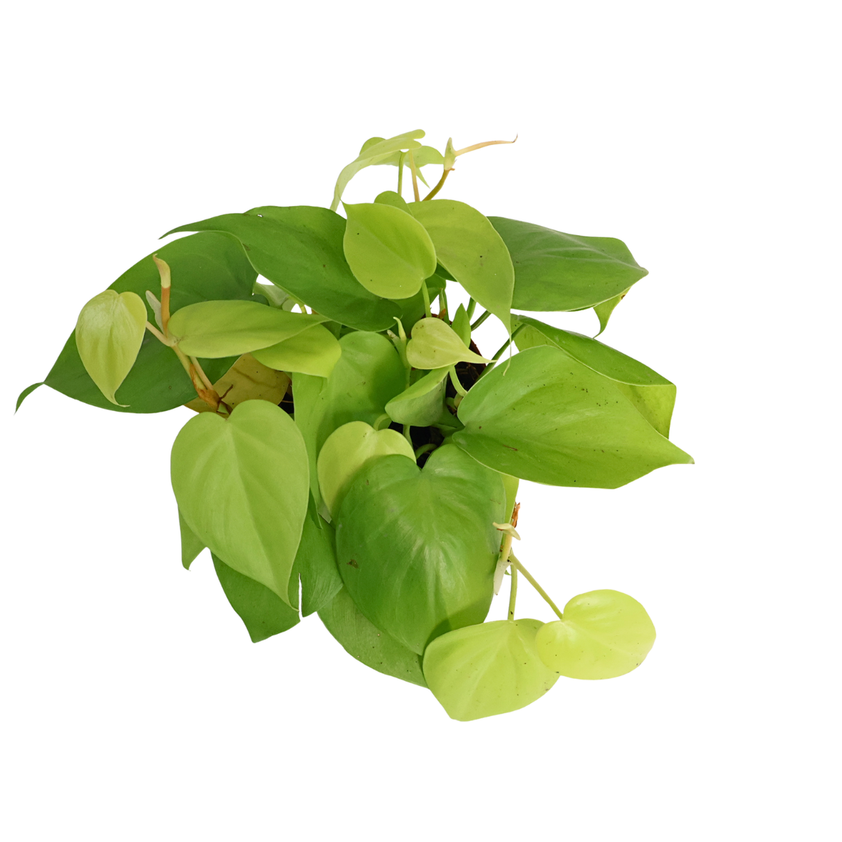 Philodendron Heart-leaf