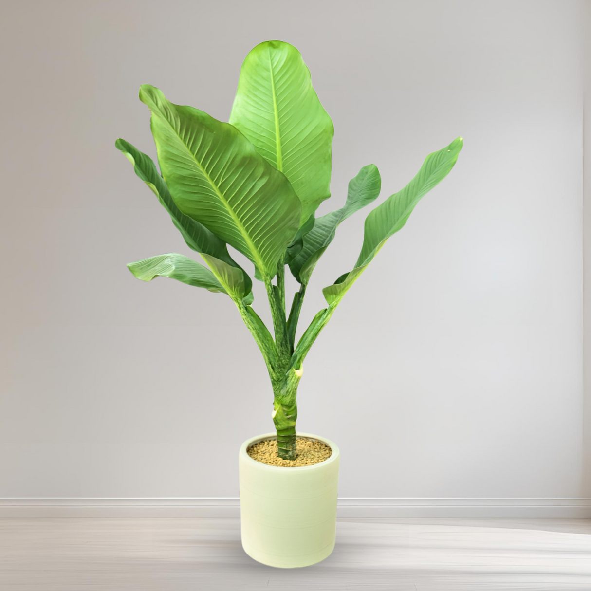 Dieffenbachia Big Ben in Ceramic Pot