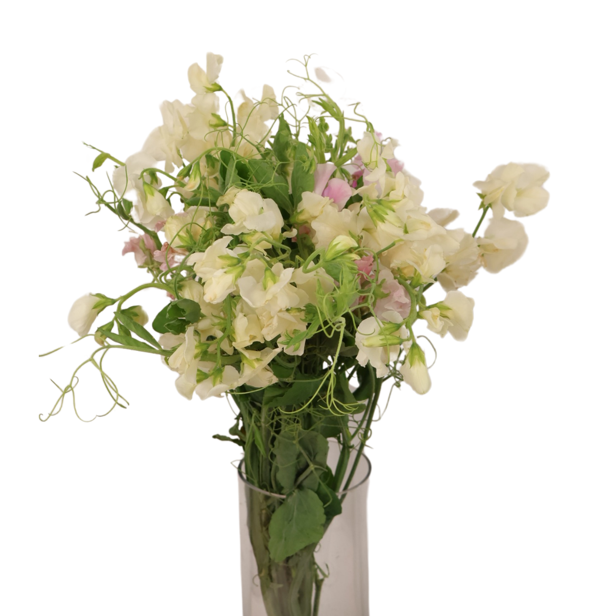 Sweet Pea (China)