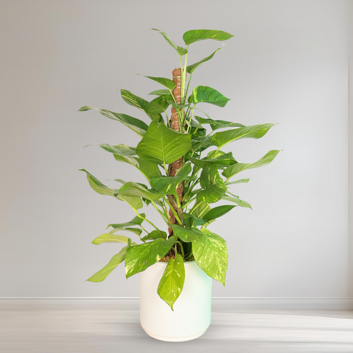 Houseplant in vase with water plantains and laceleaf.